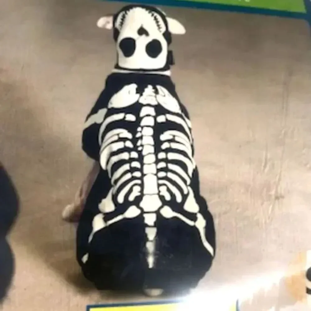 Casual Canines ** doggie